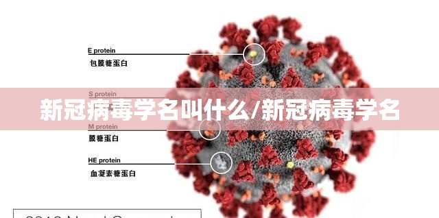 新冠病毒学名叫什么/新冠病毒学名