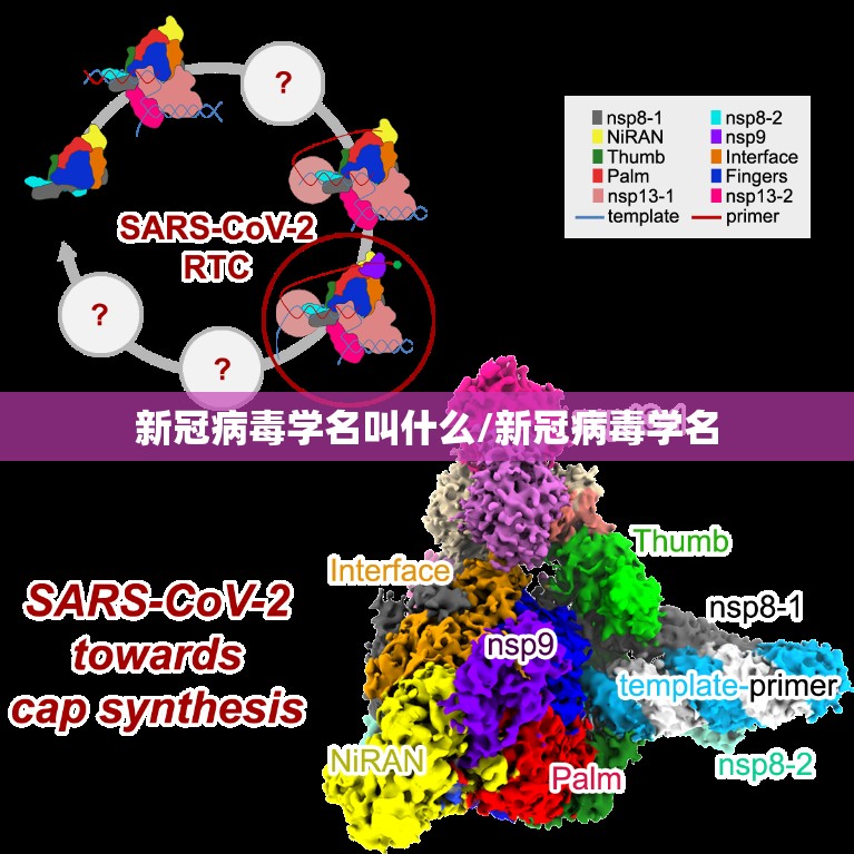 新冠病毒学名叫什么/新冠病毒学名