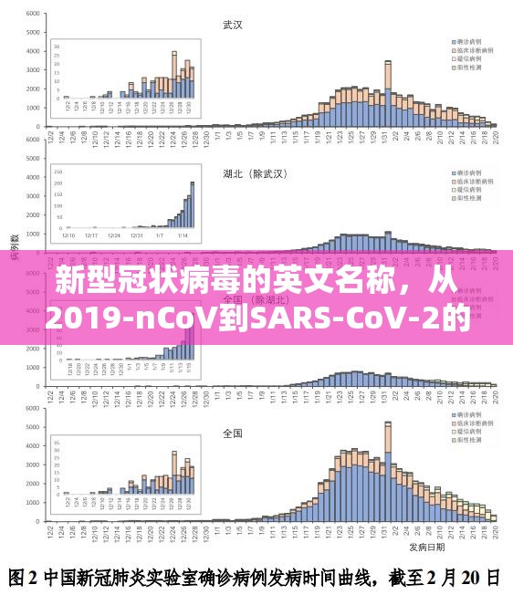 新型冠状病毒的英文名称，从2019-nCoV到SARS-CoV-2的科学命名之路