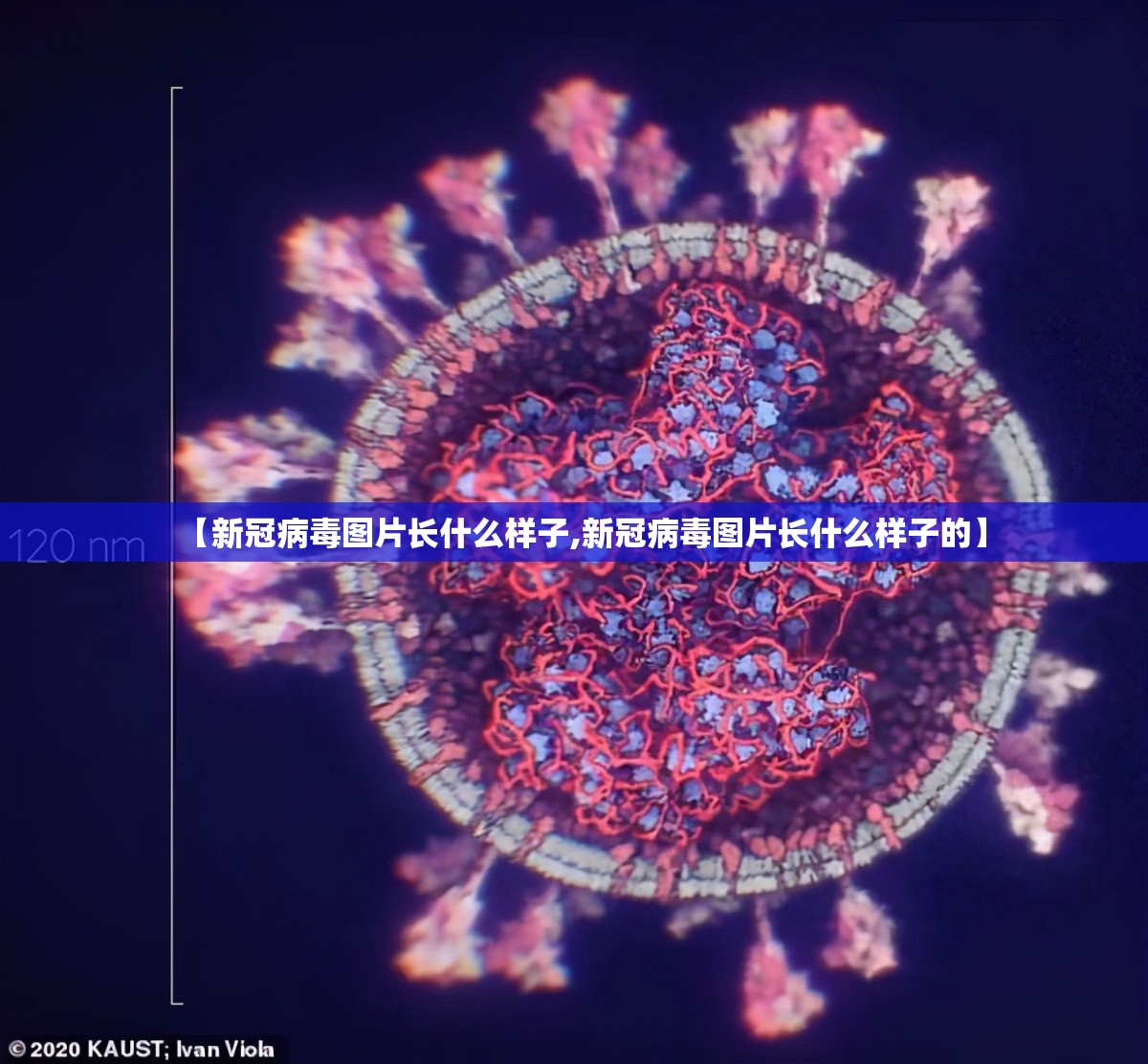 【新冠病毒图片长什么样子,新冠病毒图片长什么样子的】