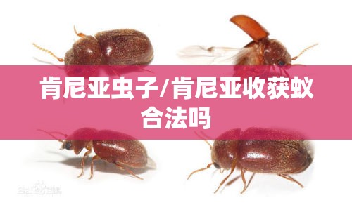 肯尼亚虫子/肯尼亚收获蚁合法吗