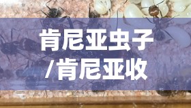 肯尼亚虫子/肯尼亚收获蚁合法吗