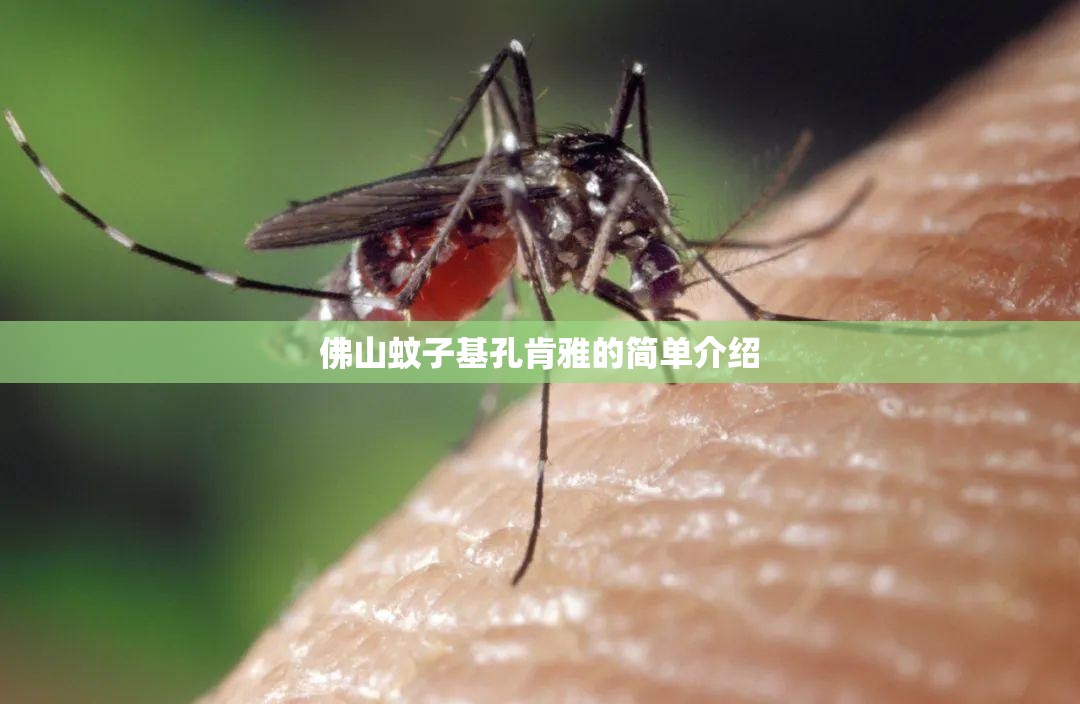 佛山蚊子基孔肯雅的简单介绍