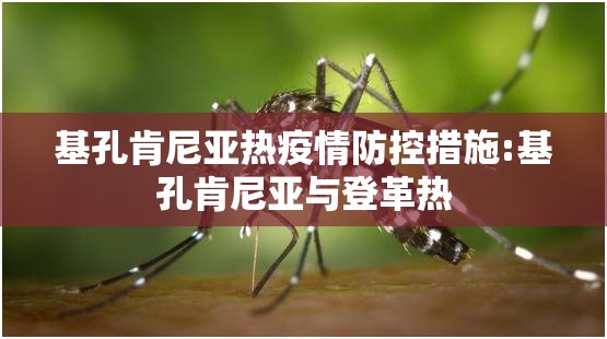 基孔肯尼亚热疫情防控措施:基孔肯尼亚与登革热