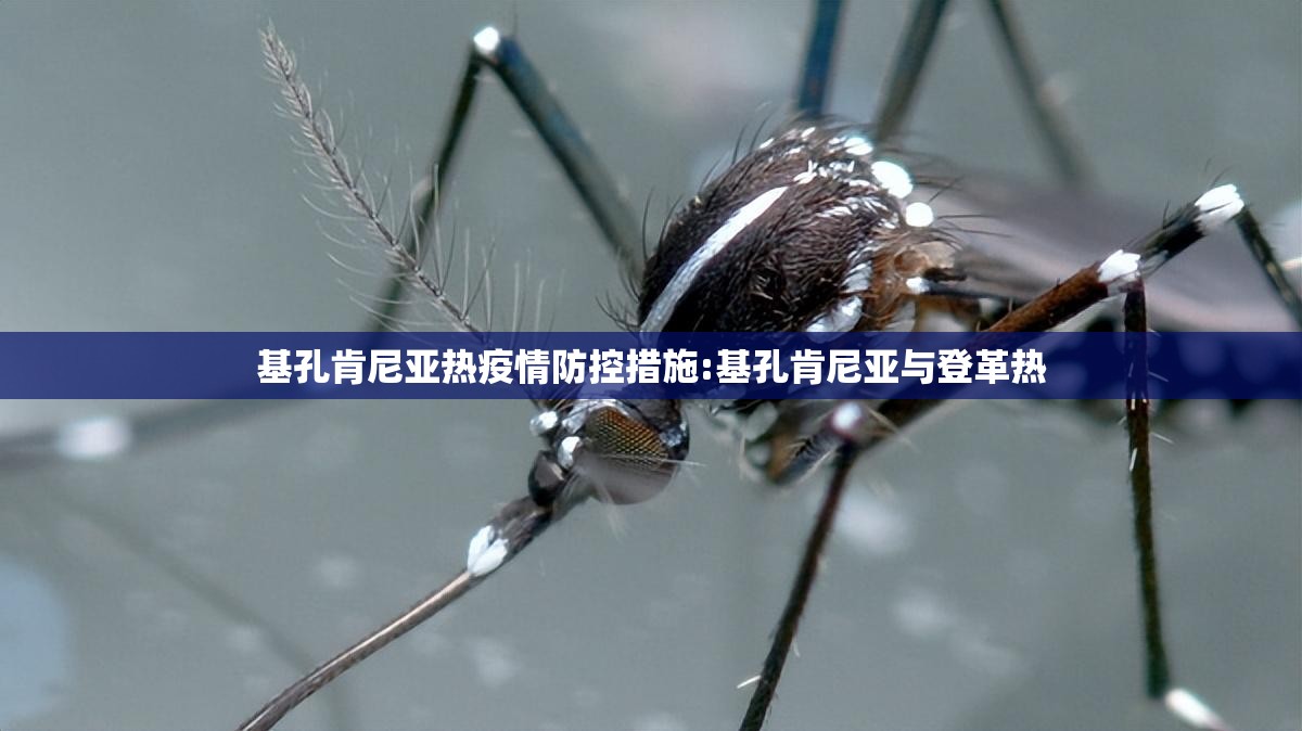 基孔肯尼亚热疫情防控措施:基孔肯尼亚与登革热