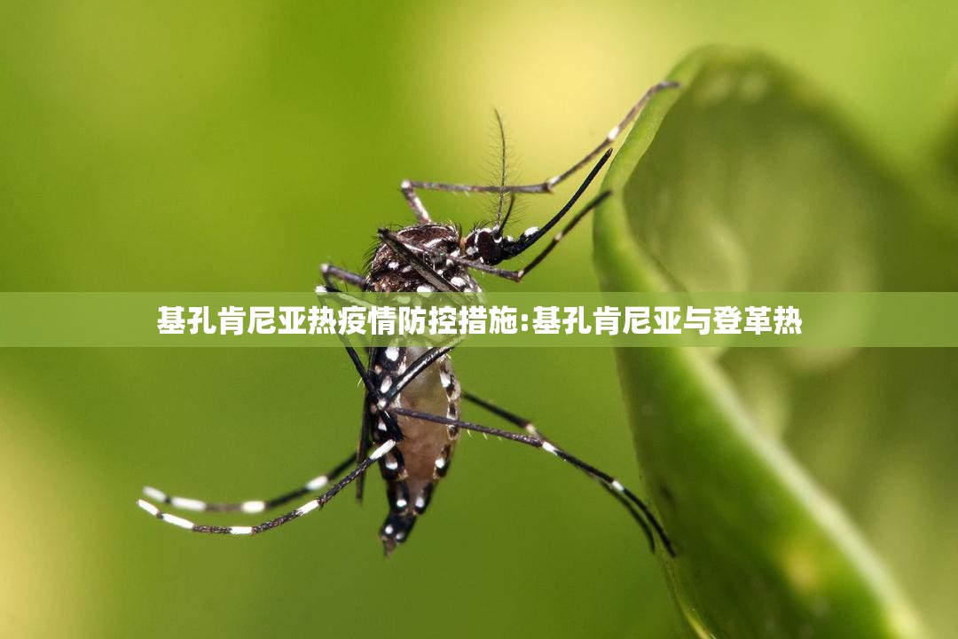 基孔肯尼亚热疫情防控措施:基孔肯尼亚与登革热