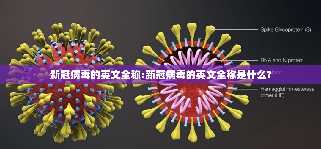 新冠病毒的英文全称:新冠病毒的英文全称是什么?