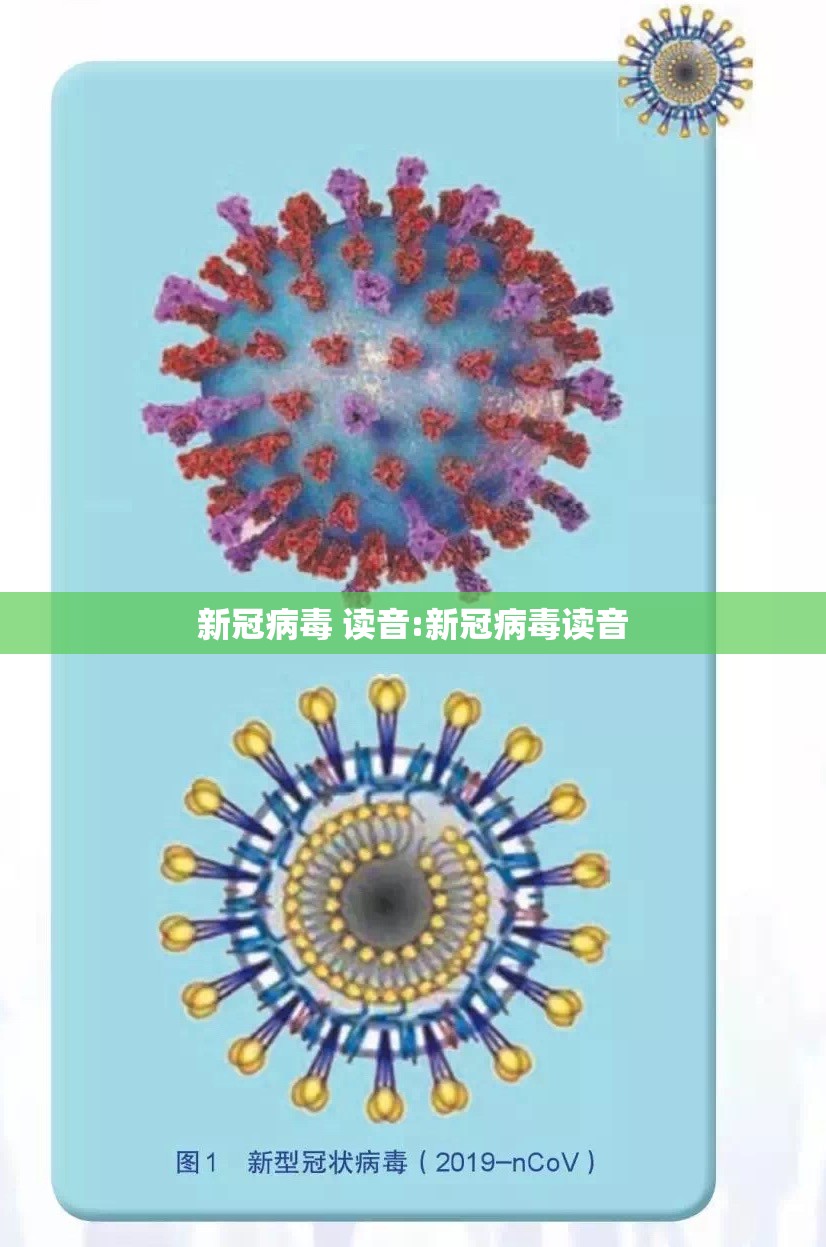新冠病毒 读音:新冠病毒读音