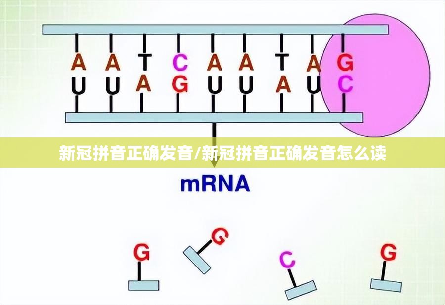 新冠拼音正确发音/新冠拼音正确发音怎么读