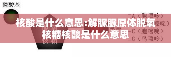 核酸是什么意思:解脲脲原体脱氧核糖核酸是什么意思