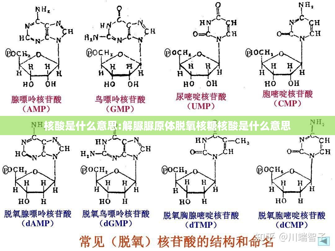 核酸是什么意思:解脲脲原体脱氧核糖核酸是什么意思