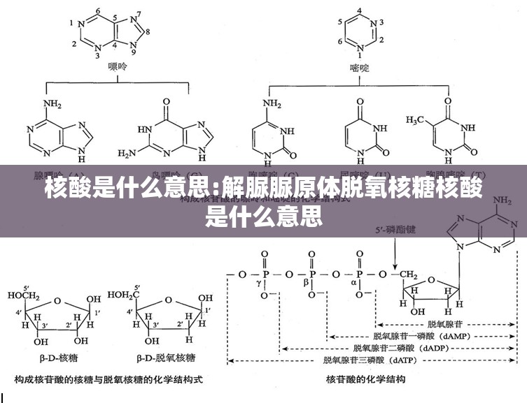 核酸是什么意思:解脲脲原体脱氧核糖核酸是什么意思