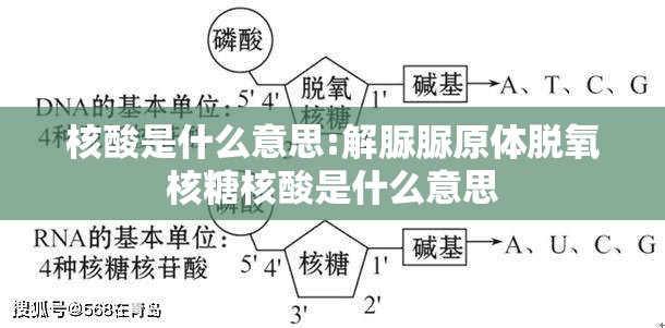 核酸是什么意思:解脲脲原体脱氧核糖核酸是什么意思