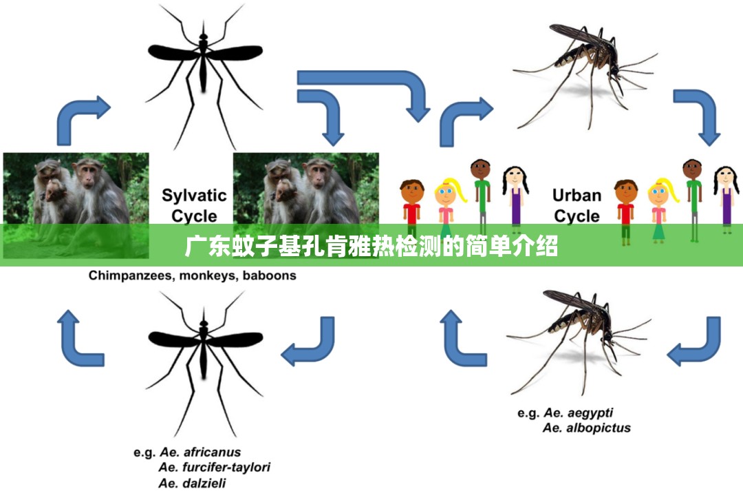 广东蚊子基孔肯雅热检测的简单介绍