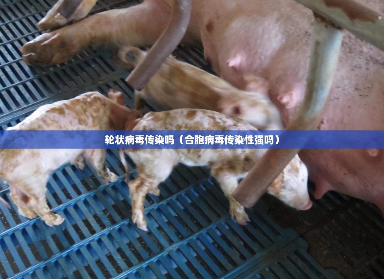 轮状病毒传染吗（合胞病毒传染性强吗）