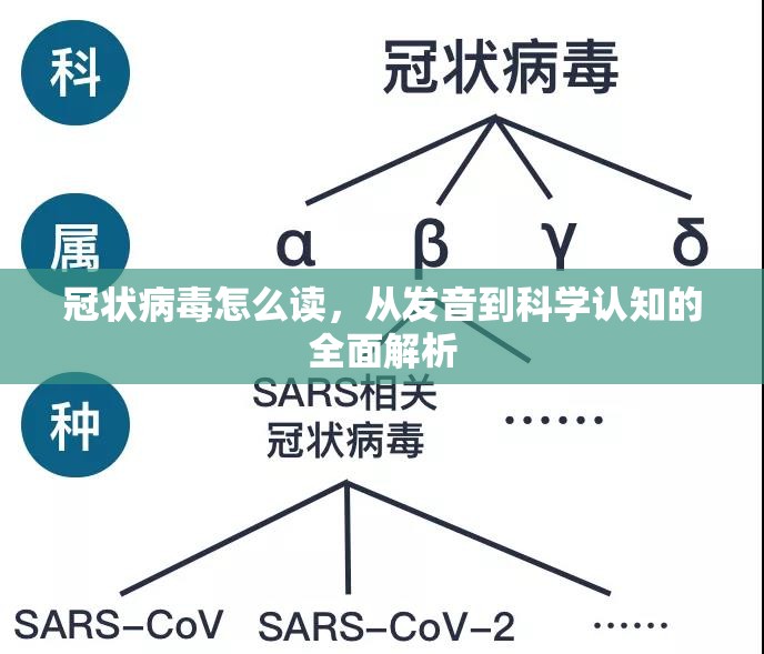 冠状病毒怎么读，从发音到科学认知的全面解析