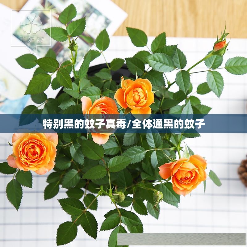 特别黑的蚊子真毒/全体通黑的蚊子