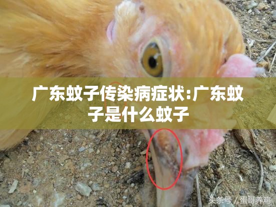 广东蚊子传染病症状:广东蚊子是什么蚊子