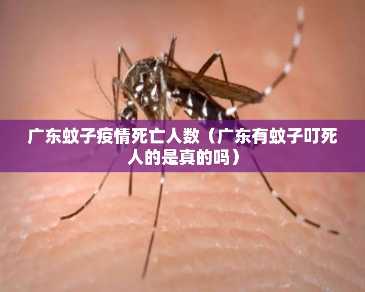 广东蚊子疫情死亡人数（广东有蚊子叮死人的是真的吗）