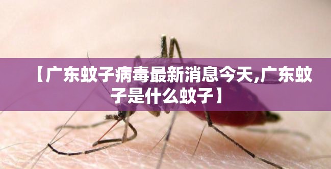 【广东蚊子病毒最新消息今天,广东蚊子是什么蚊子】