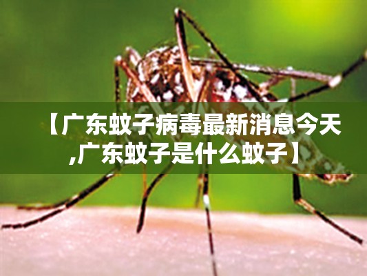 【广东蚊子病毒最新消息今天,广东蚊子是什么蚊子】