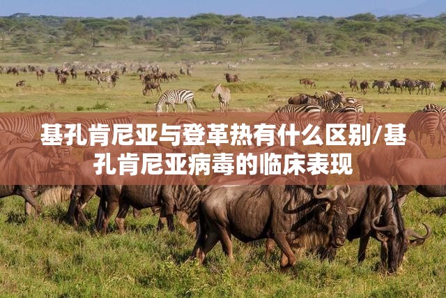 基孔肯尼亚与登革热有什么区别/基孔肯尼亚病毒的临床表现