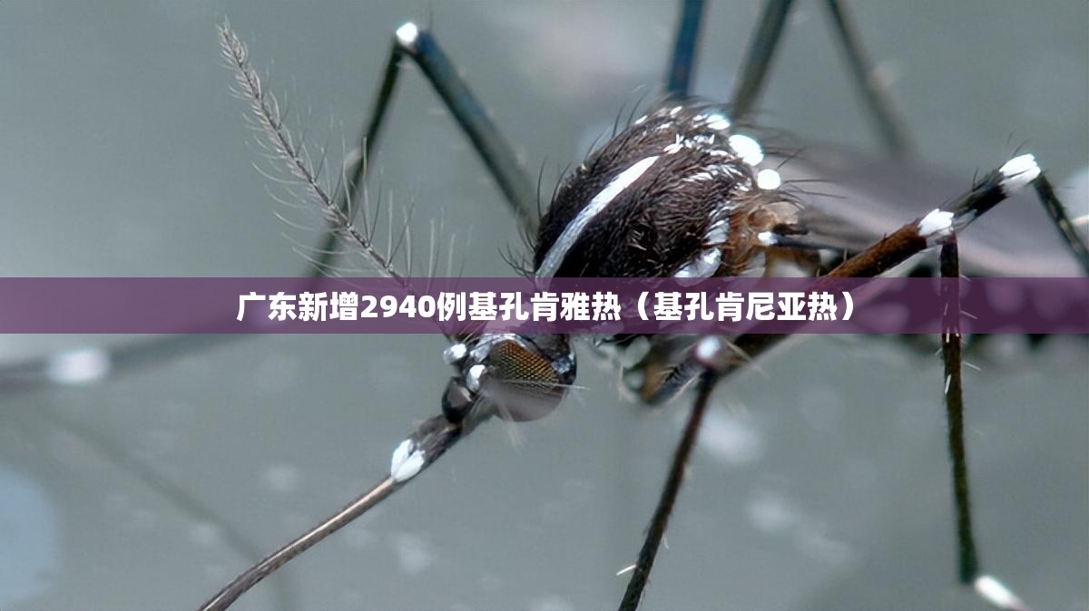 广东新增2940例基孔肯雅热（基孔肯尼亚热）