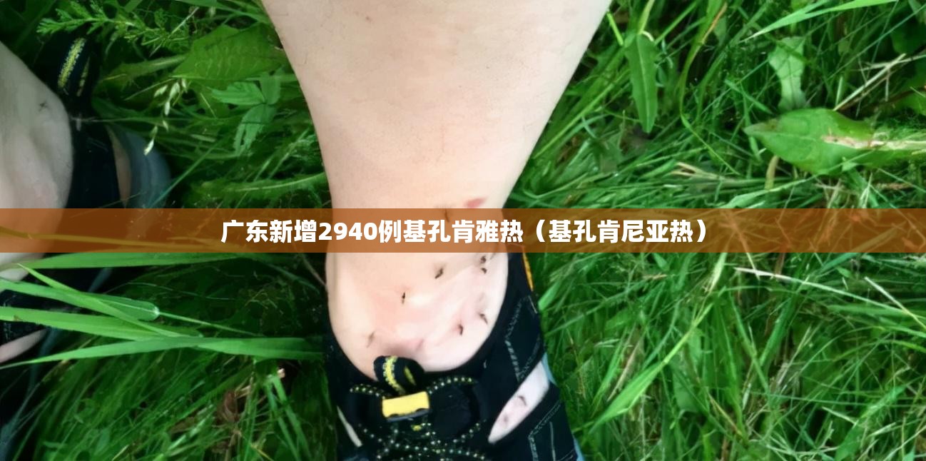广东新增2940例基孔肯雅热（基孔肯尼亚热）