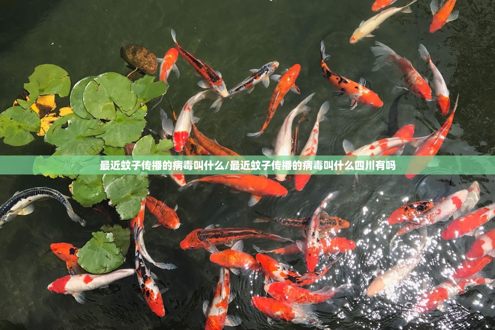 最近蚊子传播的病毒叫什么/最近蚊子传播的病毒叫什么四川有吗