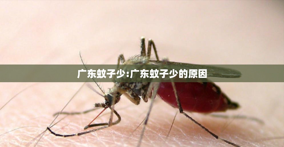广东蚊子少:广东蚊子少的原因