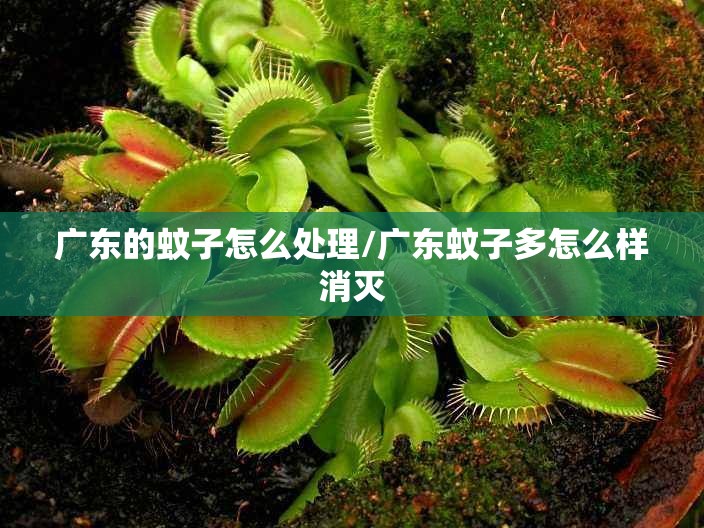 广东的蚊子怎么处理/广东蚊子多怎么样消灭 广东的蚊子怎么处理/广东蚊子多怎么样消灭