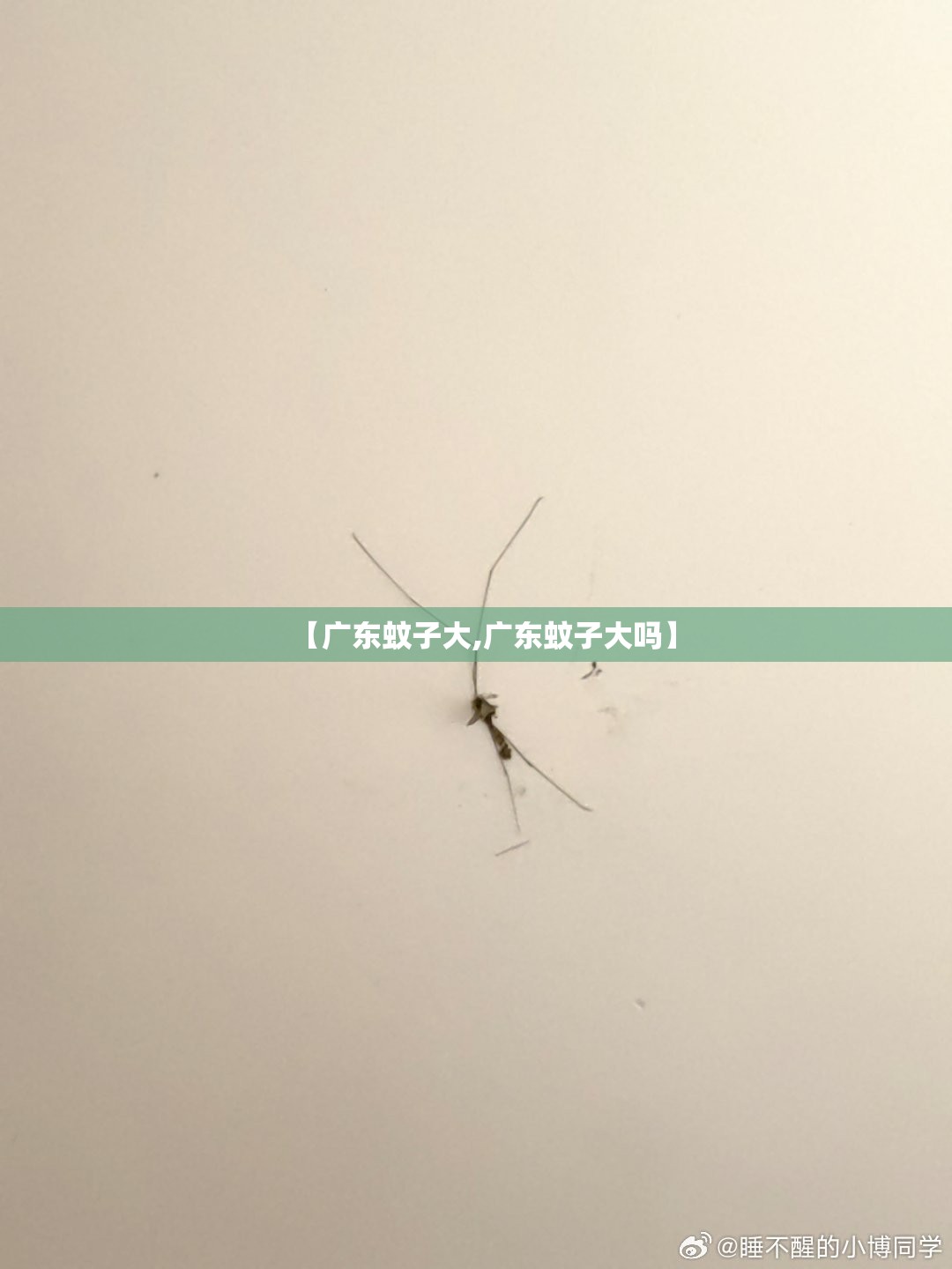 【广东蚊子大,广东蚊子大吗】