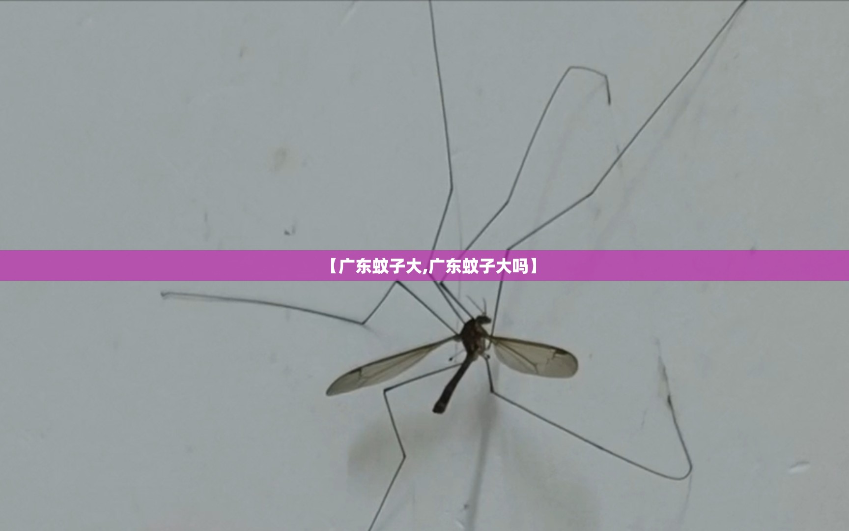 【广东蚊子大,广东蚊子大吗】