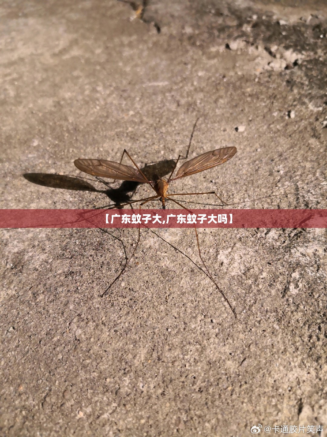 【广东蚊子大,广东蚊子大吗】