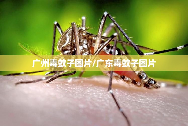 广州毒蚊子图片/广东毒蚊子图片