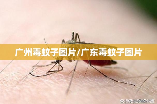 广州毒蚊子图片/广东毒蚊子图片