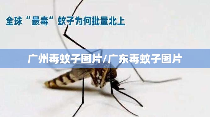 广州毒蚊子图片/广东毒蚊子图片