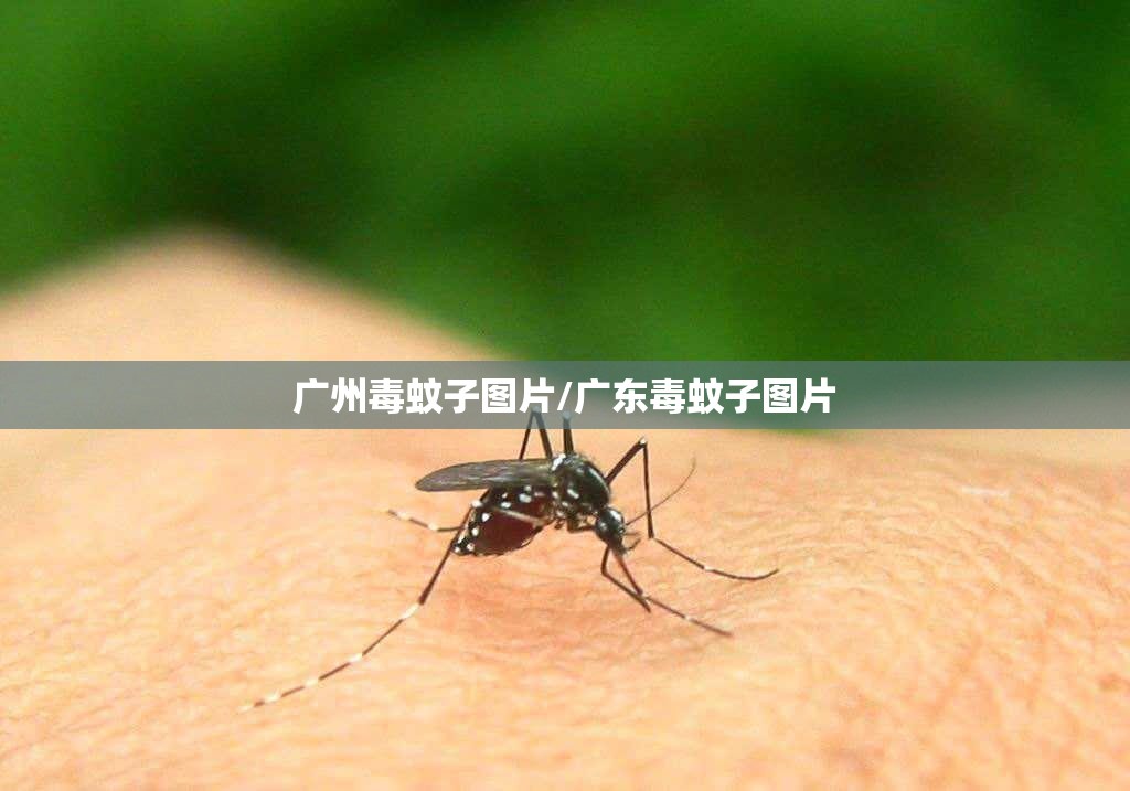 广州毒蚊子图片/广东毒蚊子图片