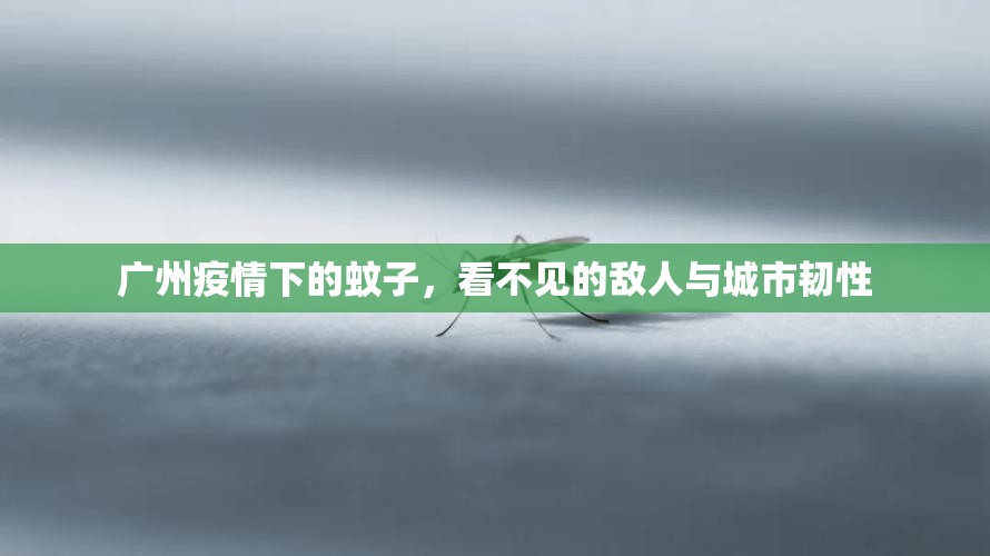 广州疫情下的蚊子，看不见的敌人与城市韧性