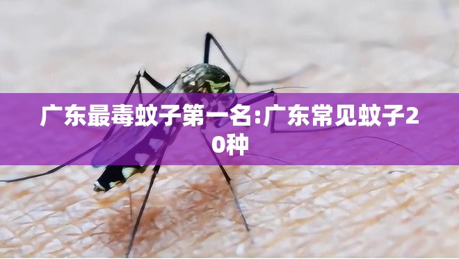 广东最毒蚊子第一名:广东常见蚊子20种