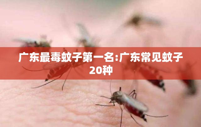 广东最毒蚊子第一名:广东常见蚊子20种