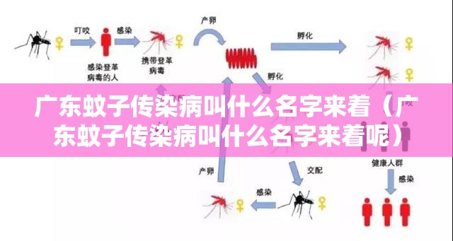 广东蚊子传染病叫什么名字来着（广东蚊子传染病叫什么名字来着呢）