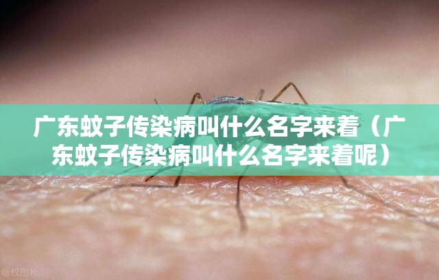 广东蚊子传染病叫什么名字来着（广东蚊子传染病叫什么名字来着呢）