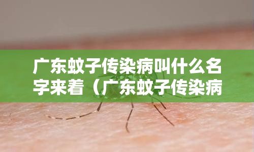 广东蚊子传染病叫什么名字来着（广东蚊子传染病叫什么名字来着呢）