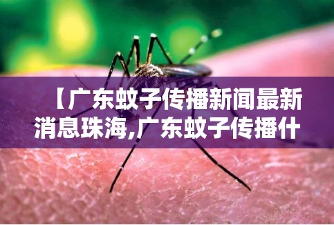 【广东蚊子传播新闻最新消息珠海,广东蚊子传播什么疾病】
