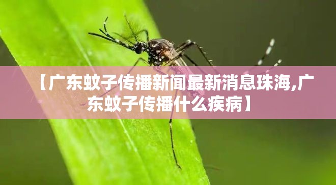 【广东蚊子传播新闻最新消息珠海,广东蚊子传播什么疾病】
