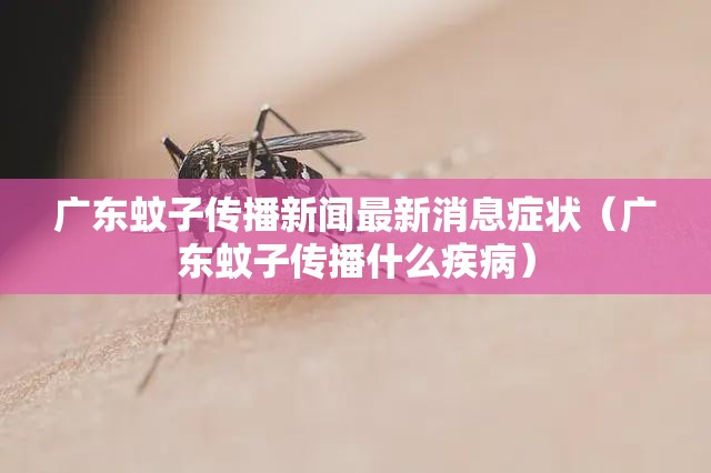 广东蚊子传播新闻最新消息症状（广东蚊子传播什么疾病）
