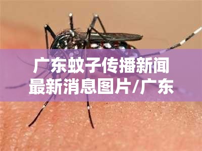 广东蚊子传播新闻最新消息图片/广东蚊子传播新闻最新消息图片及视频
