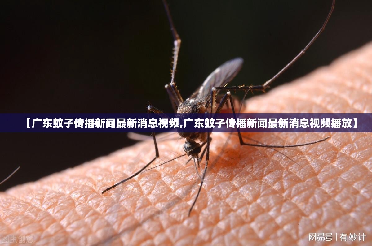 【广东蚊子传播新闻最新消息视频,广东蚊子传播新闻最新消息视频播放】