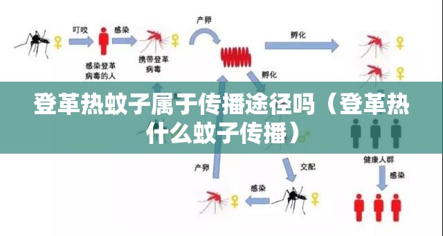 登革热蚊子属于传播途径吗（登革热什么蚊子传播）